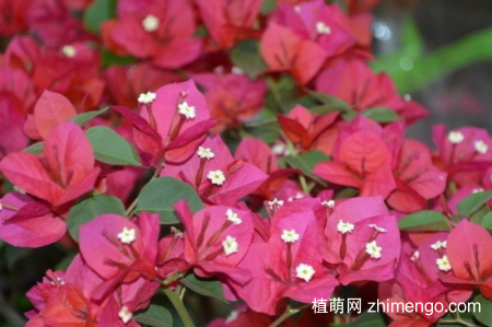 叶子花怎么繁殖，叶子花水培繁殖方法