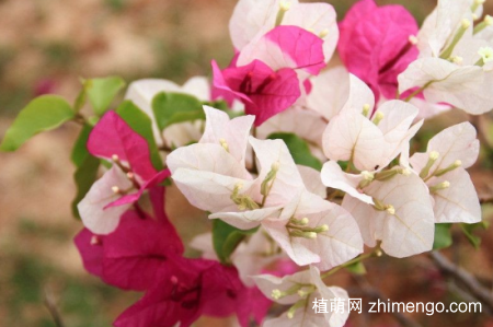 叶子花怎么繁殖，叶子花水培繁殖方法