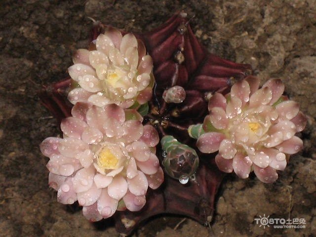 雪莲花的功效与作用 雪莲花的食用方法