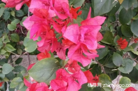 叶子花怎么繁殖，叶子花水培繁殖方法