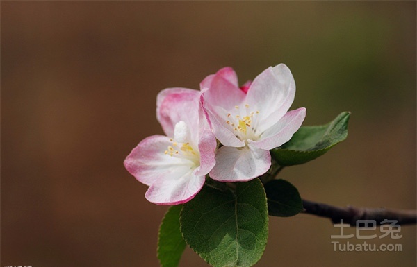 以花入茶—苹果花功效