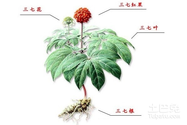 三七花的副作用及其知识科普