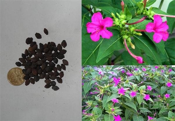 地雷花种子的功效