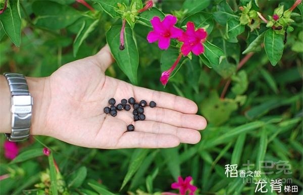 地雷花种子的功效