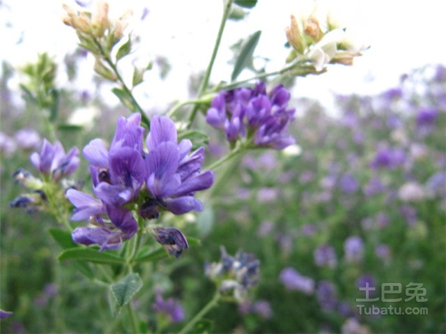 盘点紫花苜蓿的作用