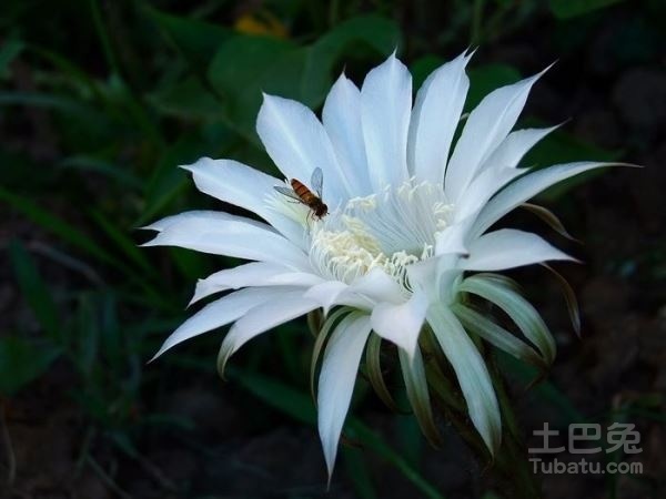 仙人球花的作用介绍