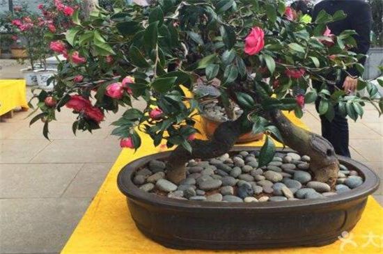 芍药花品种有哪些？盘点十大常见芍药花品种