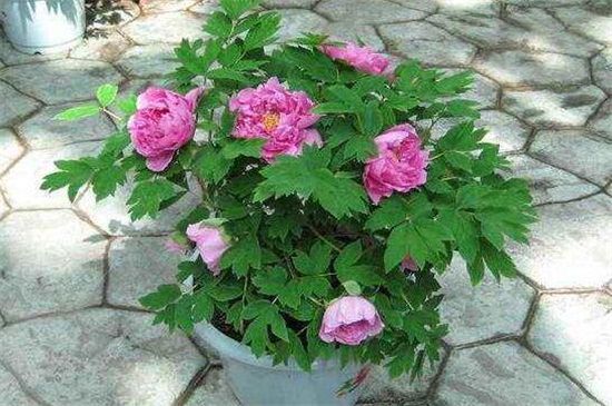 芍药花品种有哪些？盘点十大常见芍药花品种
