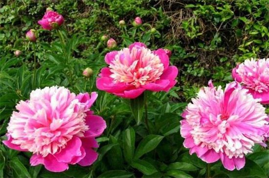 芍药花品种有哪些？盘点十大常见芍药花品种