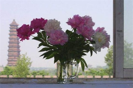 芍药花品种有哪些？盘点十大常见芍药花品种