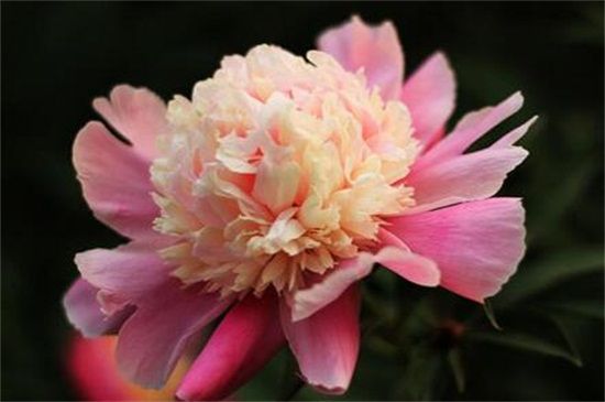 芍药花品种有哪些？盘点十大常见芍药花品种