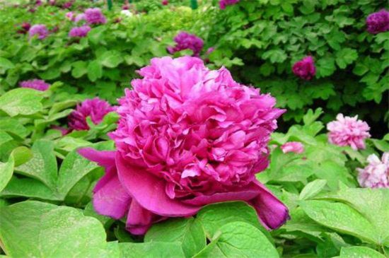 芍药花品种有哪些？盘点十大常见芍药花品种