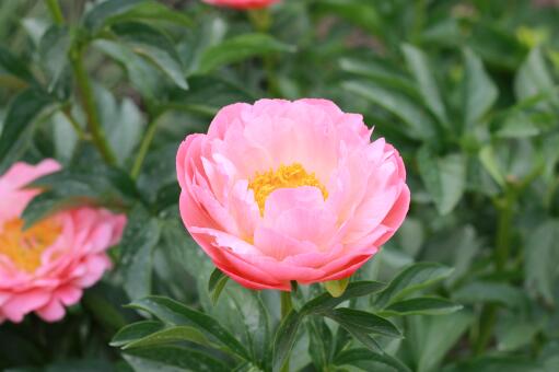 观花植物芍药花什么时候开？为什么不能种家里？