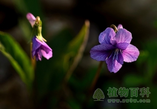 紫花地丁图片-紫花地丁(花期图,果期图,欣赏图)