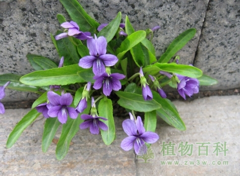 紫花地丁图片-紫花地丁(花期图,果期图,欣赏图)