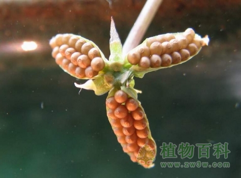 紫花地丁图片-紫花地丁(花期图,果期图,欣赏图)