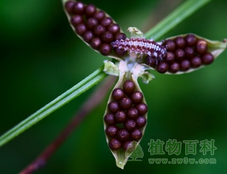 紫花地丁图片-紫花地丁(花期图,果期图,欣赏图)