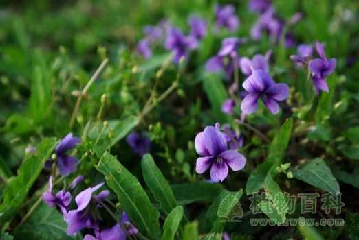紫花地丁图片-紫花地丁(花期图,果期图,欣赏图)