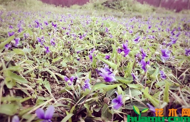 紫花地丁能吃吗？