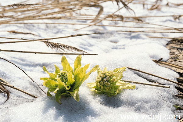 天山雪莲花的功效与作用分享