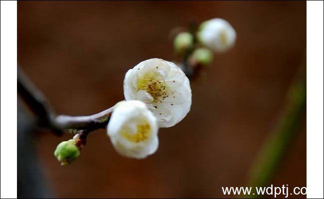 白梅花功效与作用是什么，白梅花价格