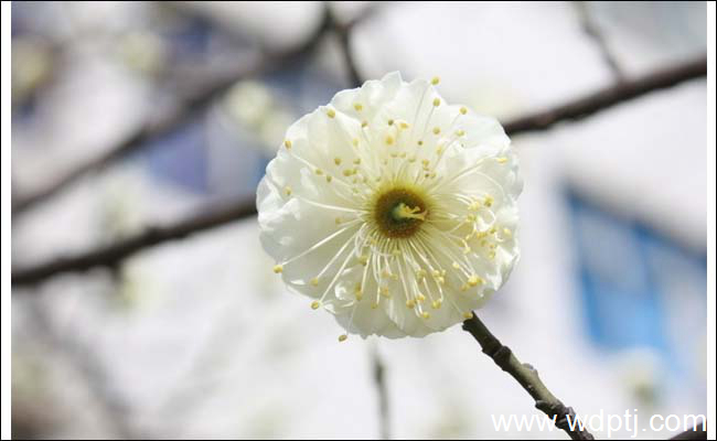 白梅花功效与作用是什么，白梅花价格