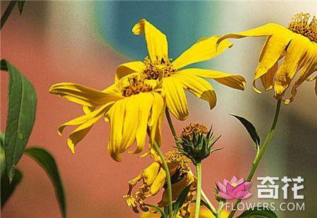 菊芋怎么繁殖