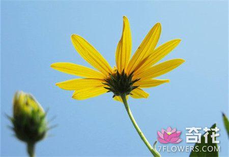 菊芋怎么繁殖