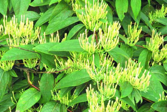 2018年山银花价格会上涨吗？价格走势如何？