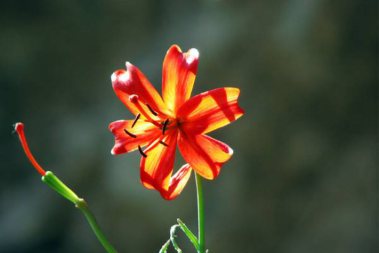 山丹丹花开花时期