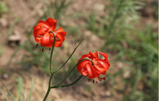 山丹丹花开花时期