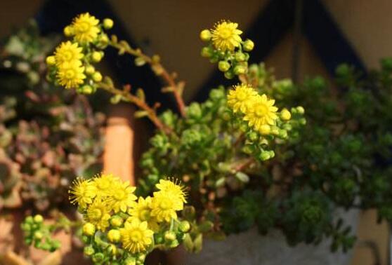 莲花掌开花吗，莲花掌什么时候开花/6月开花/花语庄严优雅