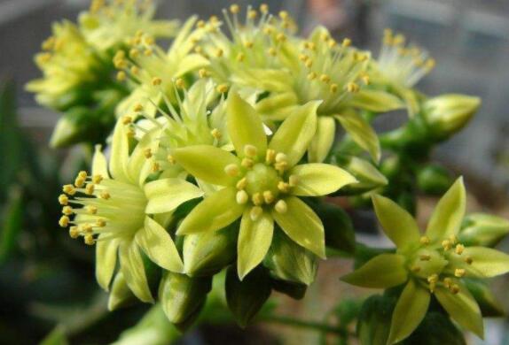 莲花掌开花吗，莲花掌什么时候开花/6月开花/花语庄严优雅