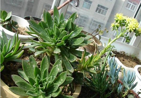 莲花掌开花吗，莲花掌什么时候开花/6月开花/花语庄严优雅