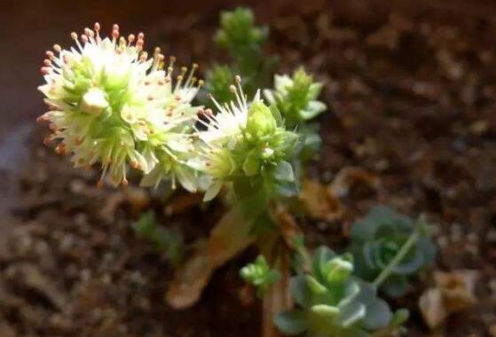 莲花掌开花吗，莲花掌什么时候开花/6月开花/花语庄严优雅