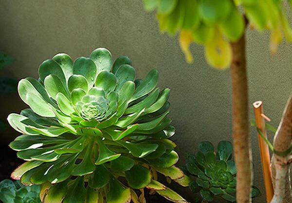 莲花掌开花吗，莲花掌什么时候开花/6月开花/花语庄严优雅