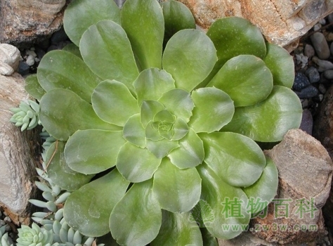 【认识莲花掌】莲花掌简介