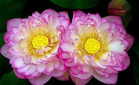 夫妻花到底是什么花 并蒂莲的花语是什么