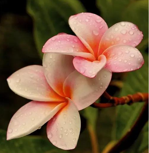 夫妻花到底是什么花 并蒂莲的花语是什么