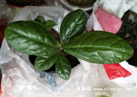 家养的金花茶怎么繁殖