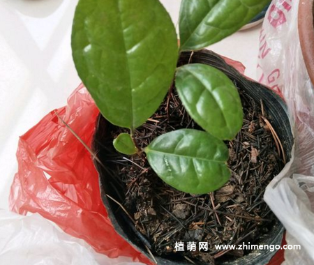家养的金花茶怎么繁殖