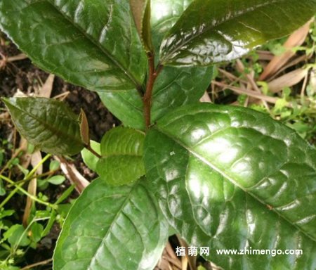 家养的金花茶怎么繁殖