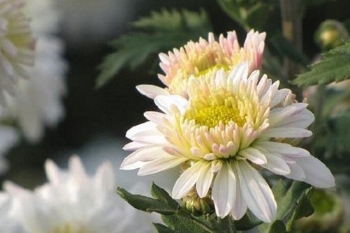 菊花茶的分类