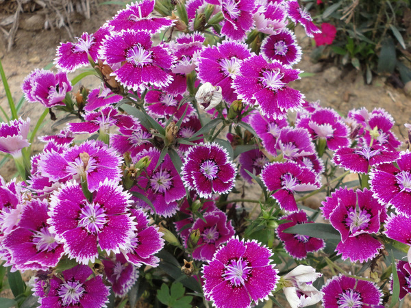 石竹花花语是什么 石竹花有什么象征意义