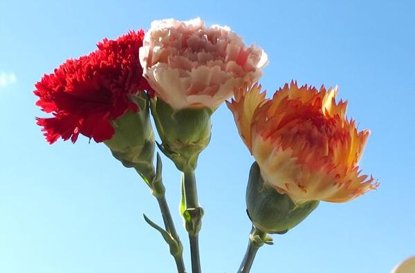 香石竹花语是什么，香石竹的花语和传说/送母亲表达爱意
