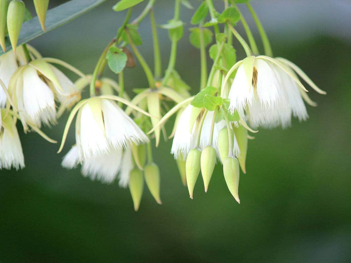 水石榕花的功效是什么？水石榕花有什么样的花语？