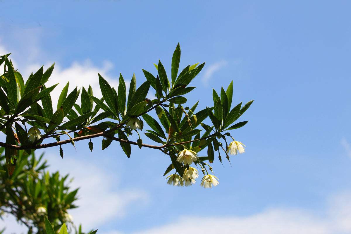 水石榕花的功效是什么？水石榕花有什么样的花语？