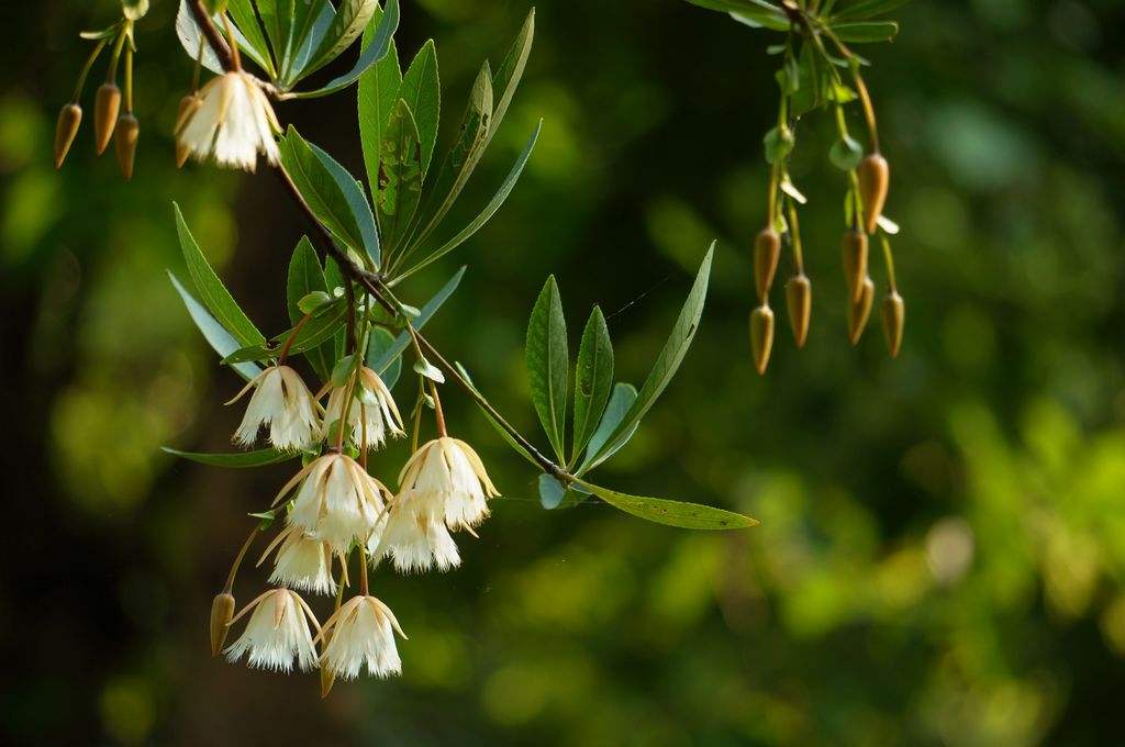 水石榕花的功效是什么？水石榕花有什么样的花语？