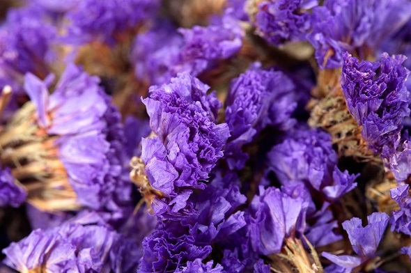勿忘我花茶是凉性
