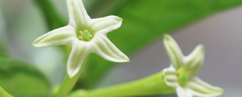夜兰香花的功效和作用